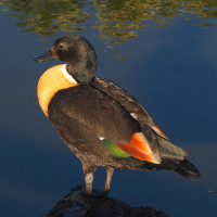 Australian Shelduck